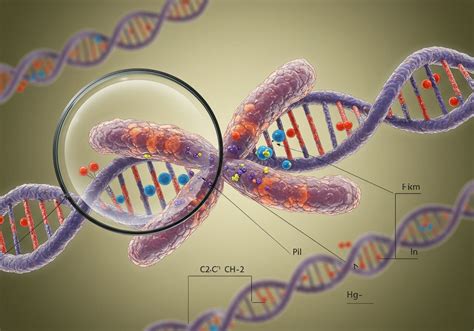 Kromoszóma 21 grafikus ábrázolása