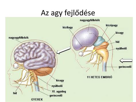 Az agy fejlődése magzati korban