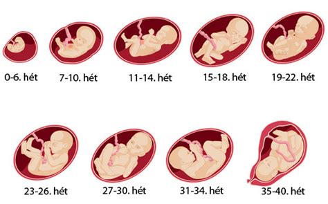 A méhlepény funkciói és a magzat fejlődése