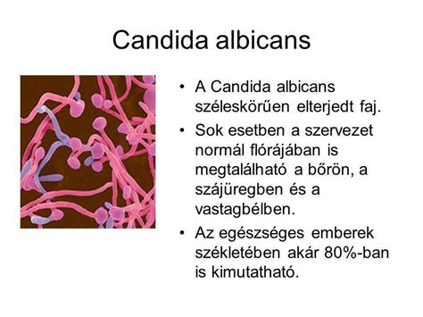 Candida gombák mikroszkóppal