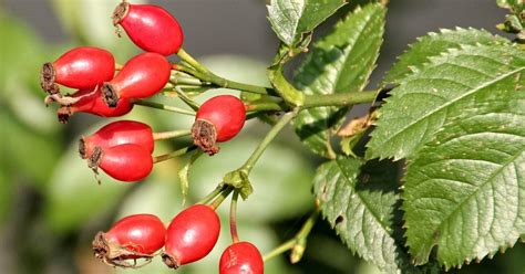 Cékla, Csipkebogyó és Feketeribizli összetevők