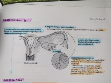 A petesejt és a spermium találkozása