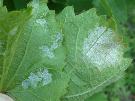 szőlő peronoszpóra tünetei