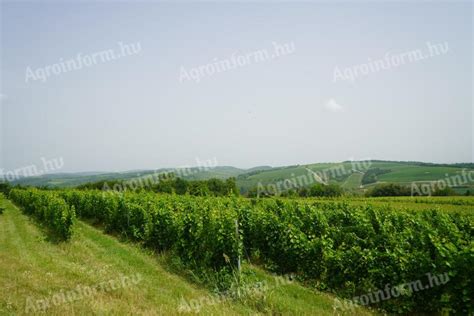 szőlőültetvény növényvédelem