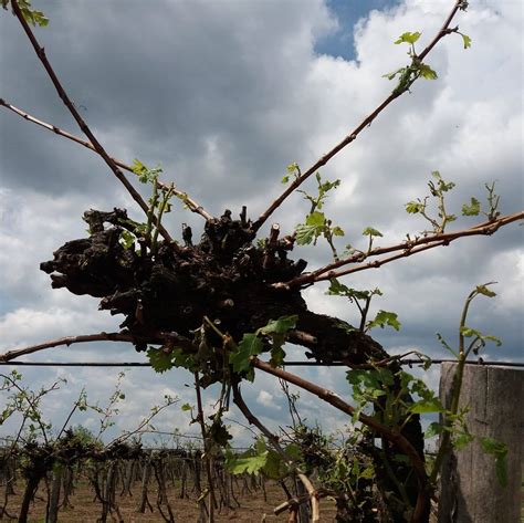 Fürtritkítás szőlőben