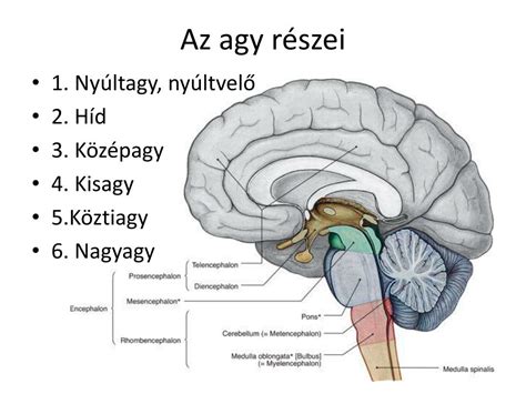 Az agy és a vér-agy gát illusztrációja