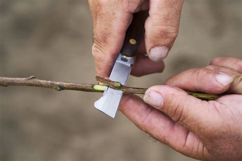 Szemzőkés használata