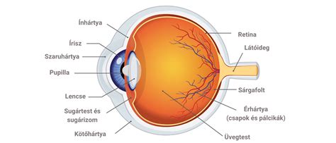 A szem felépítése és a látás folyamata