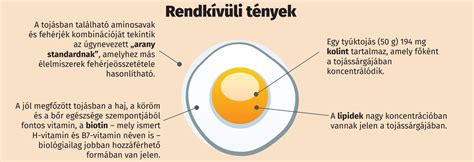 Infografika a tojás tápértékéről