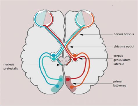 Látópálya és agyi kapcsolat