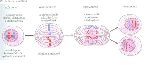 sejtosztódás és beágyazódás