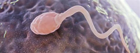 Méhnyálkahártya vastagsága ultrahangon