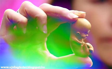 Embriók fejlődése laboratóriumban