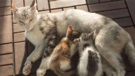 újszülött kiscicák és anyamacska