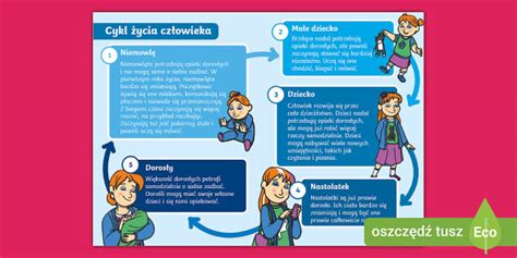 Infografika a magzati fejlődésről trimeszterenként