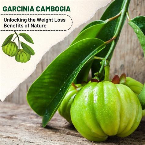 Garcinia Cambogia gyümölcs