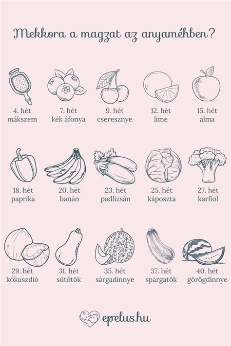 A harmadik trimeszterben fejlődő magzat és a szülésre való felkészülés