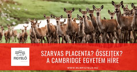 A szarvas placenta és őssejtek kutatásának eredményei