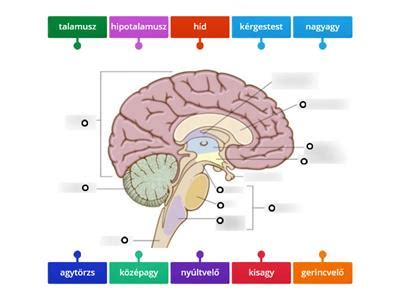 Az emberi agy funkcionális hálózatai