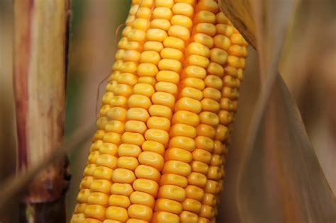 Kukorica a strandoláson