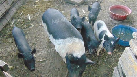 Vietnami csüngőhasú malacok