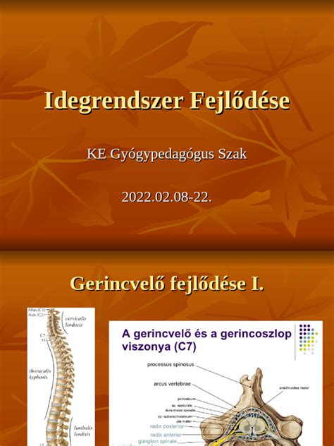 A blastociszta fejlődése
